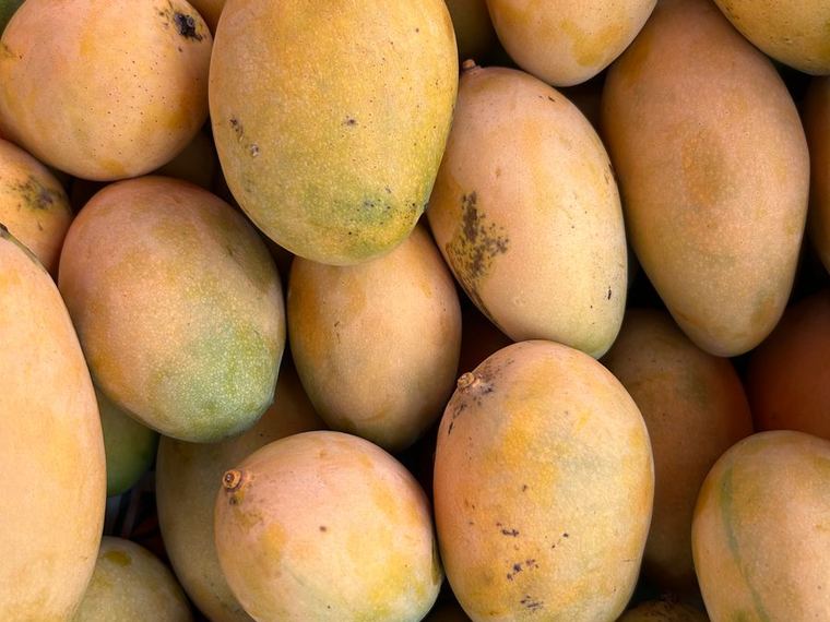 Mango — Alphonso, Kesar and Banganapalli