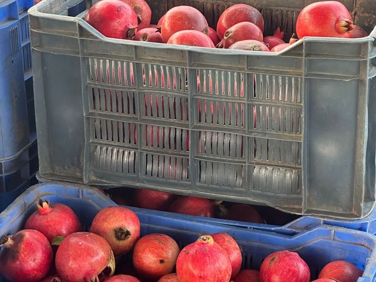 Pomegranate — Bhagwa, crated for export