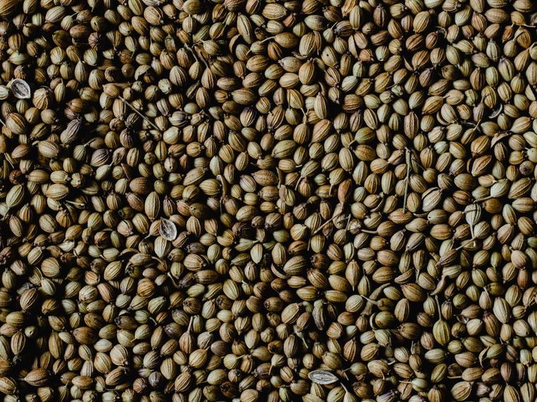 Coriander Seed — Whole or split, low admixture